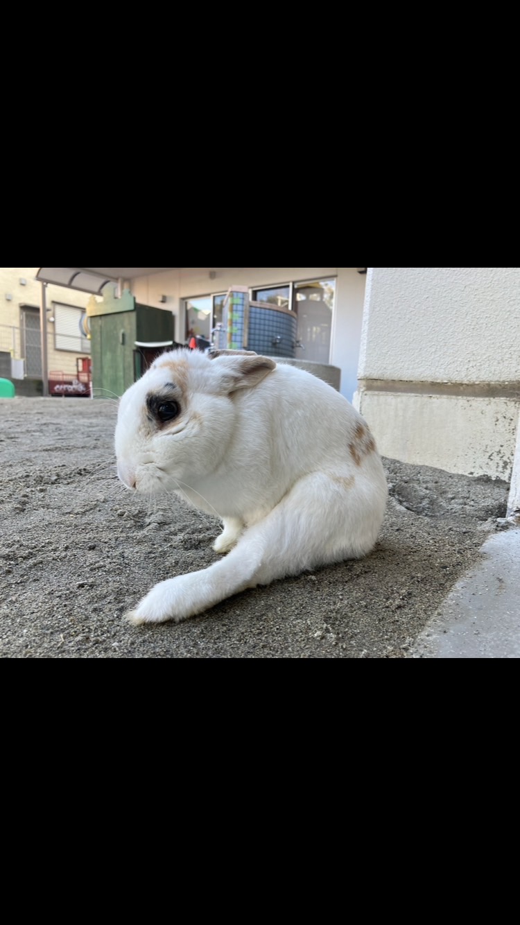 ウサギのボブ🐰の一周忌 - 社会福祉法人汰功樹会 わくわく紫原中央保育園