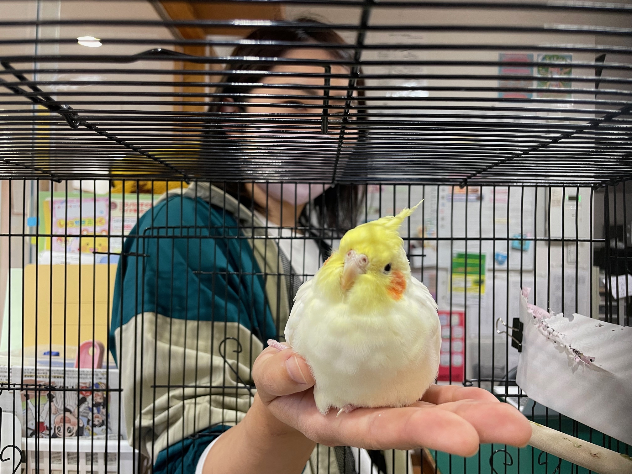 オカメインコのみかんちゃん🌟 - 社会福祉法人汰功樹会 わくわく紫原